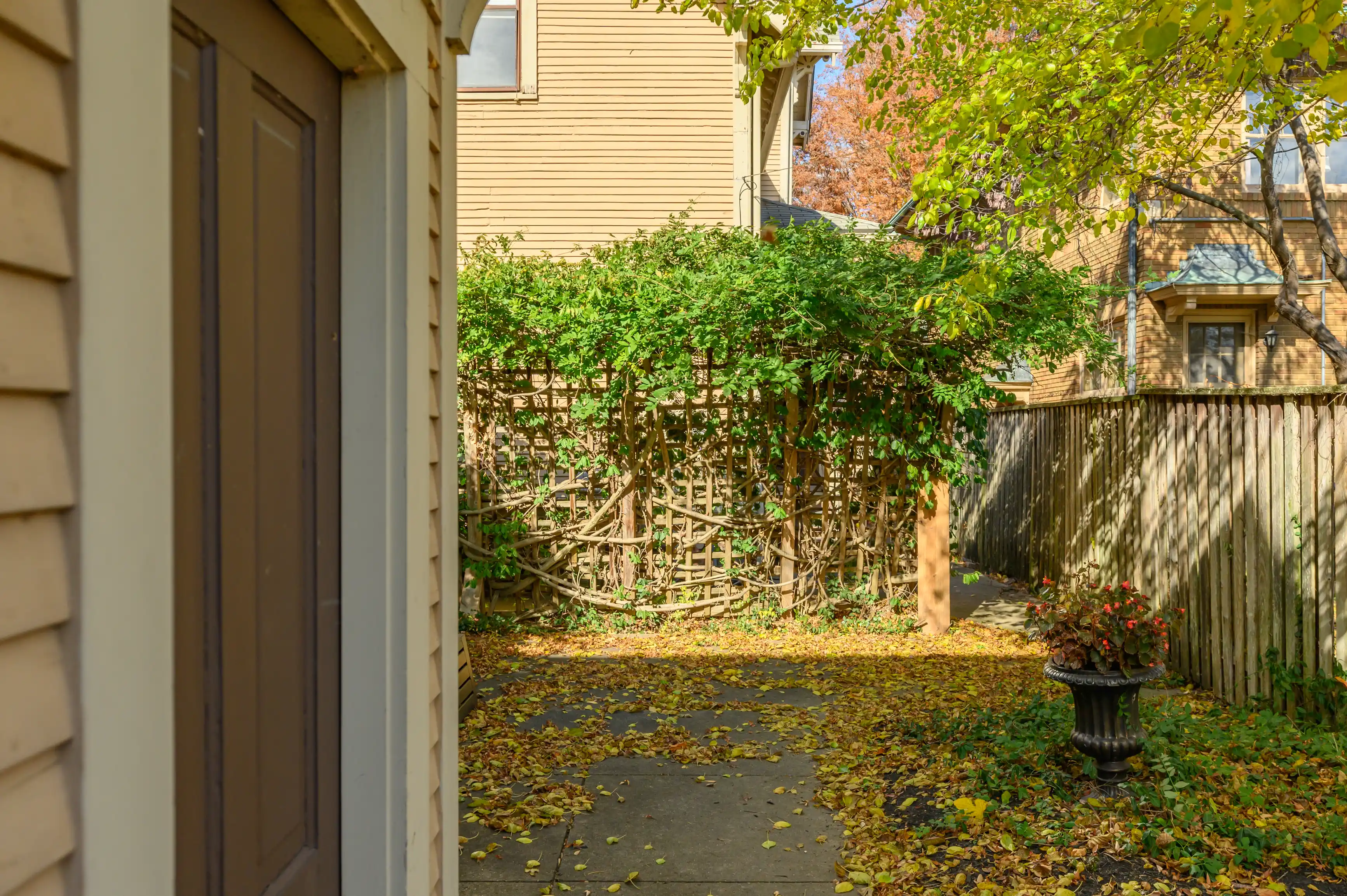 A sunny backyard with fallen yellow leaves on the ground, a mature tree, a trellis covered in vines, and a wooden fence, with a part of a house visible to the left.