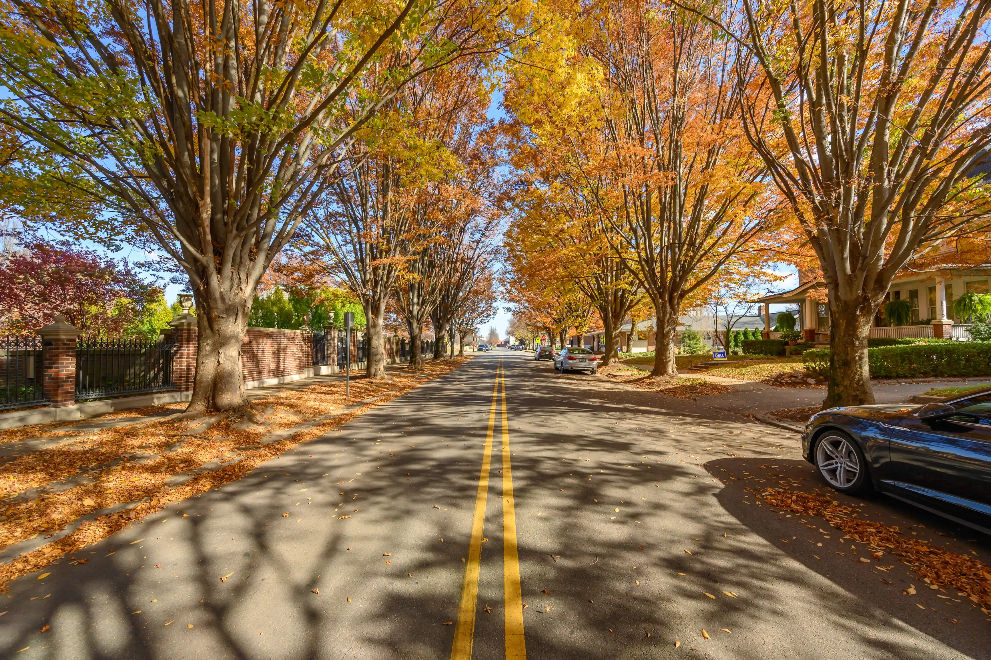 Tree-lined street with autumn leaves, parked cars, and a clear blue sky.
