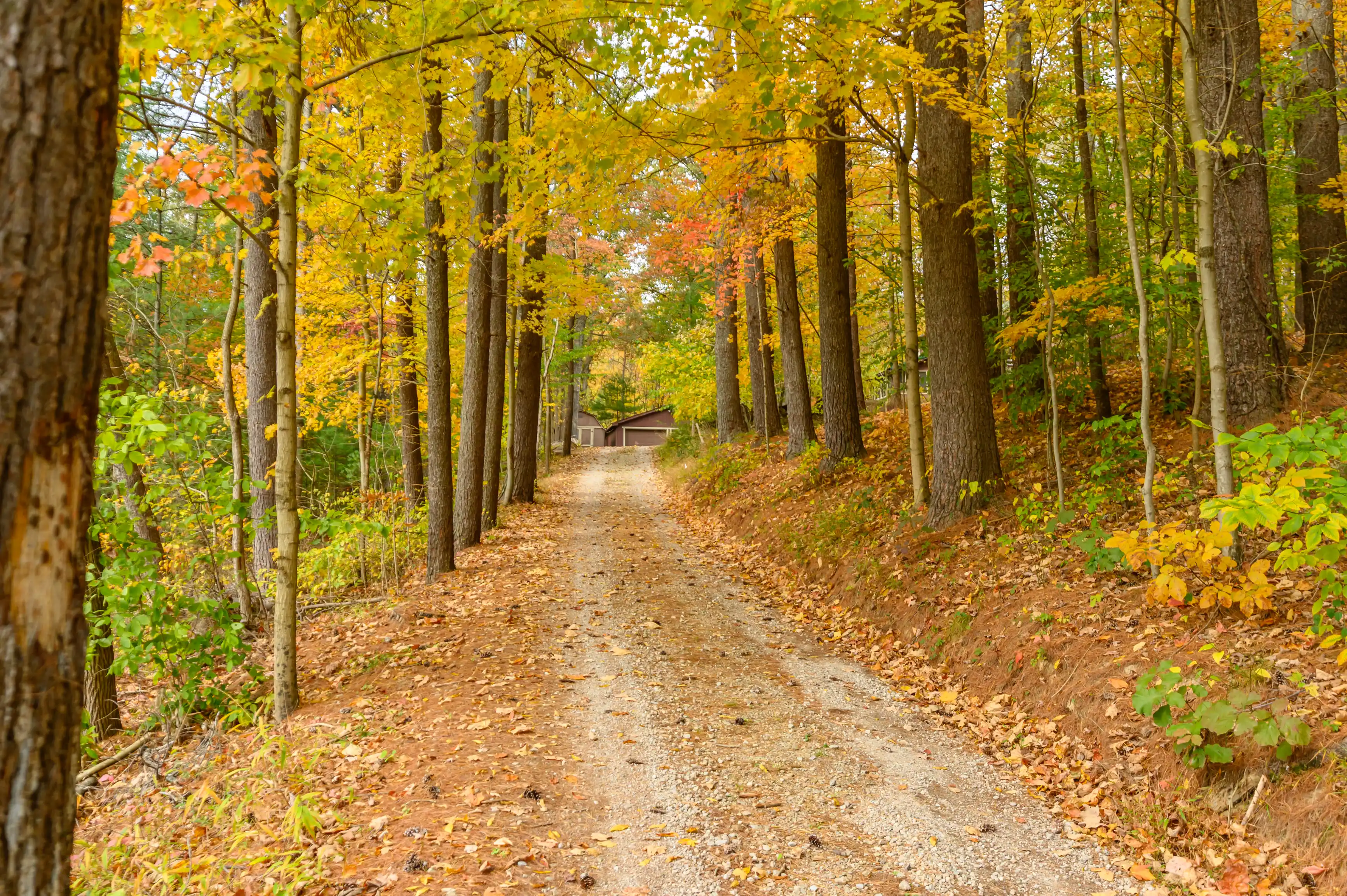 Dirt path winding through a forest with colorful autumn foliage.