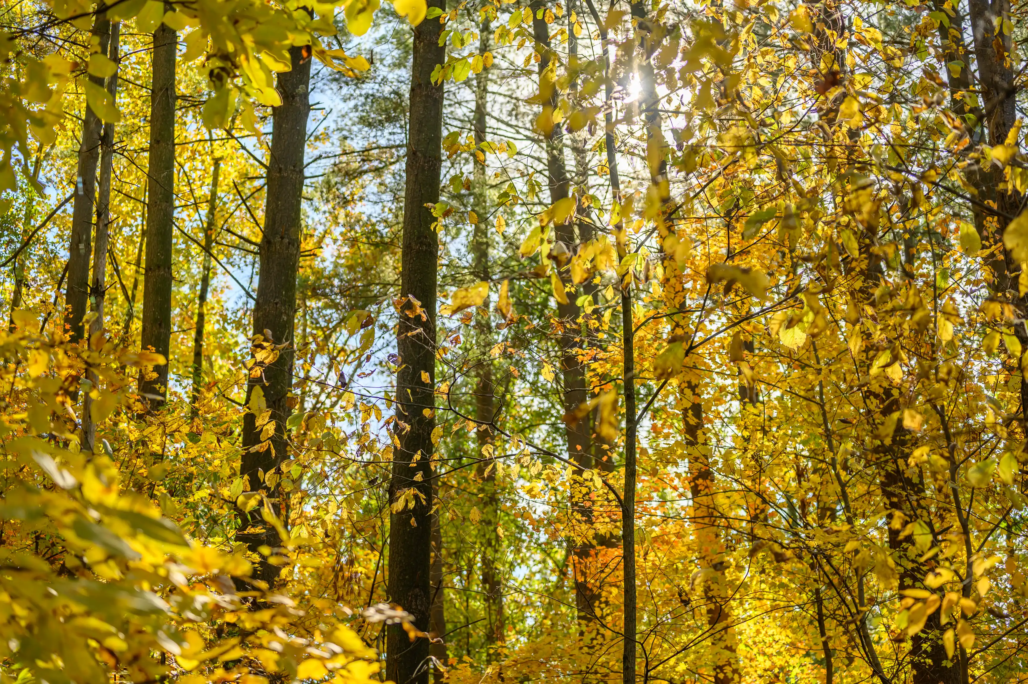 Sunlight filtering through golden autumn leaves in a dense forest.