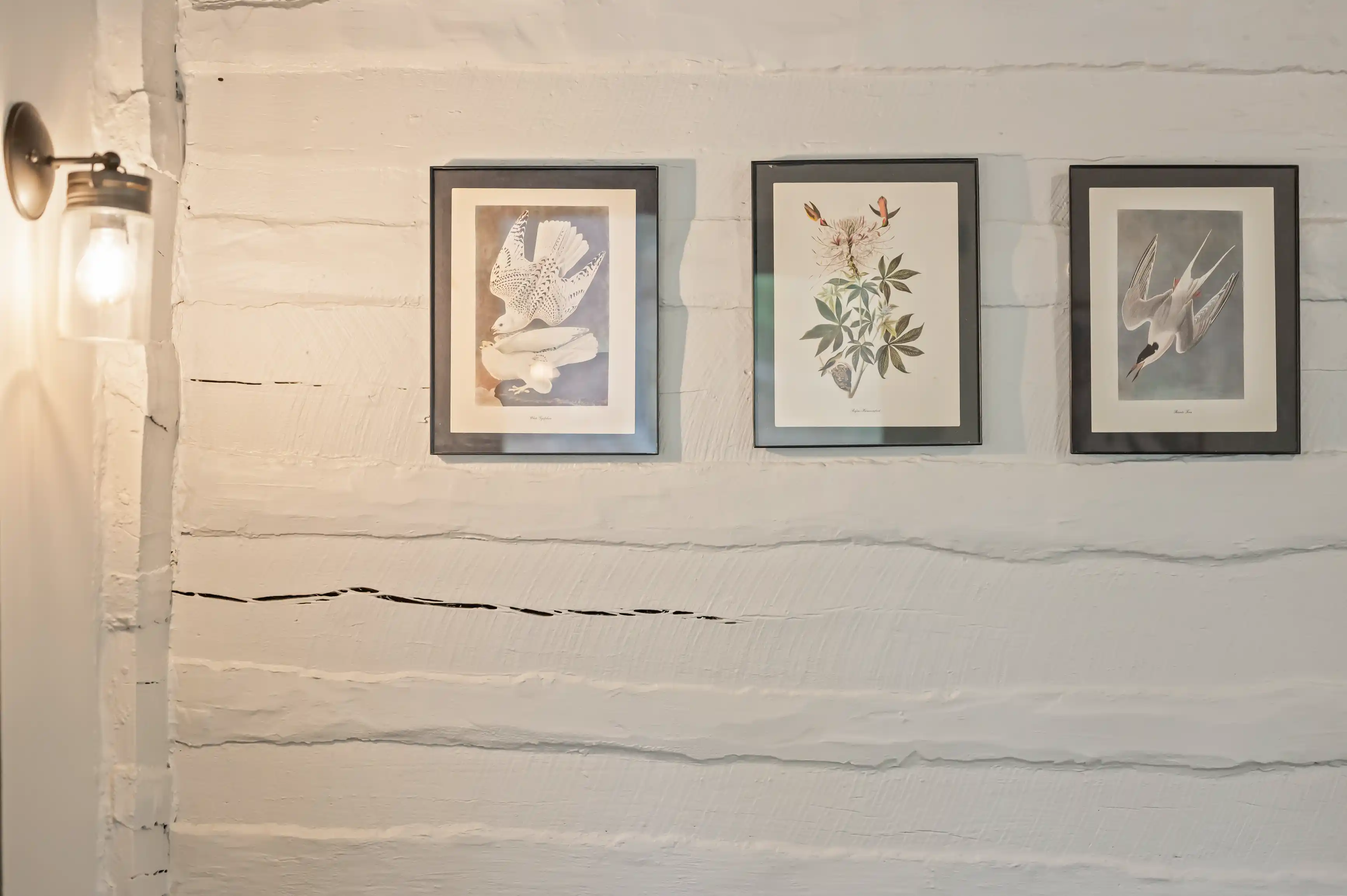 Three framed botanical illustrations hanging on a white textured wall with a wall lamp to the side.