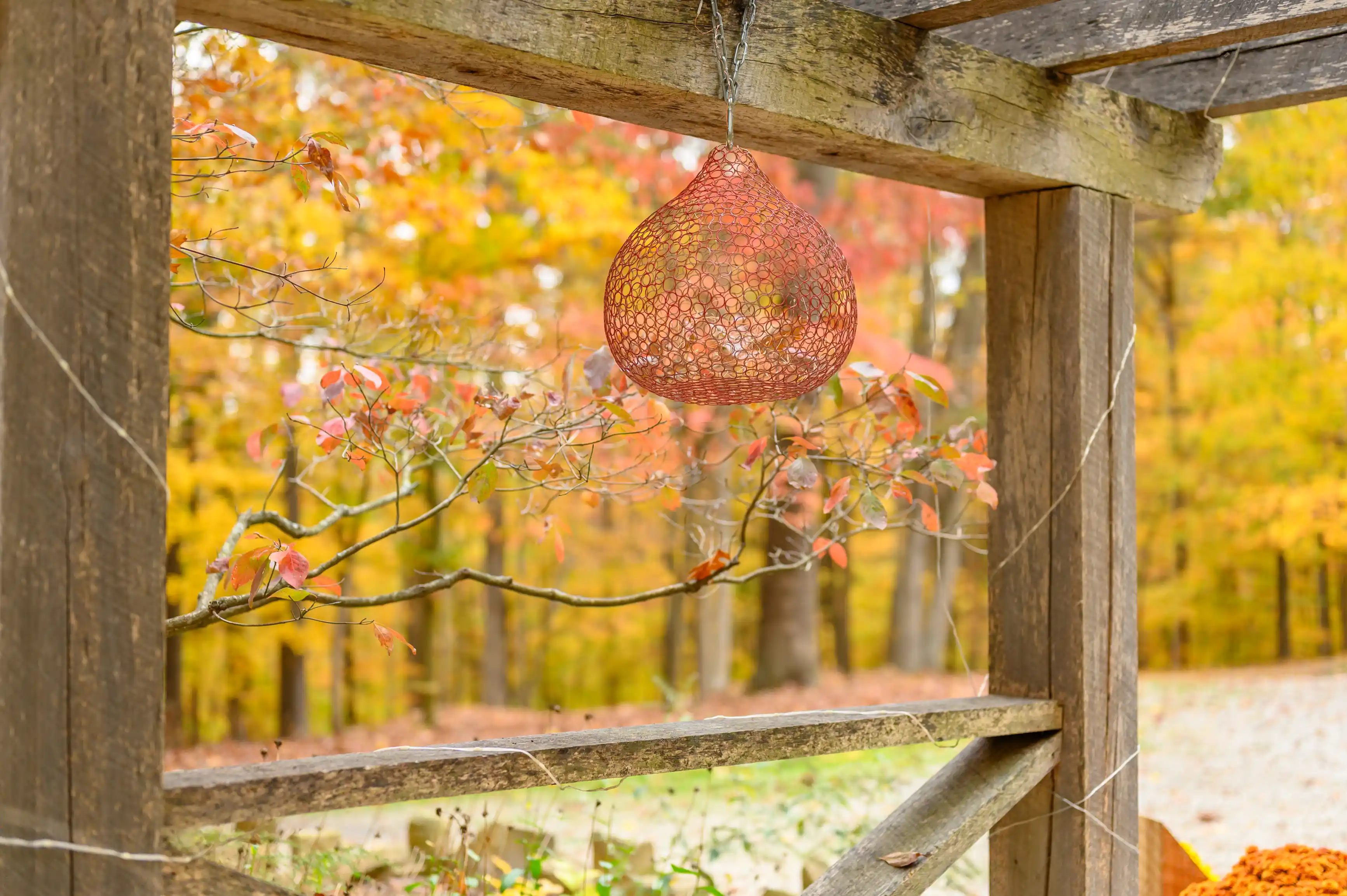Alt: A red net bird feeder filled with seed hangs from a wooden frame with autumn foliage in the background.