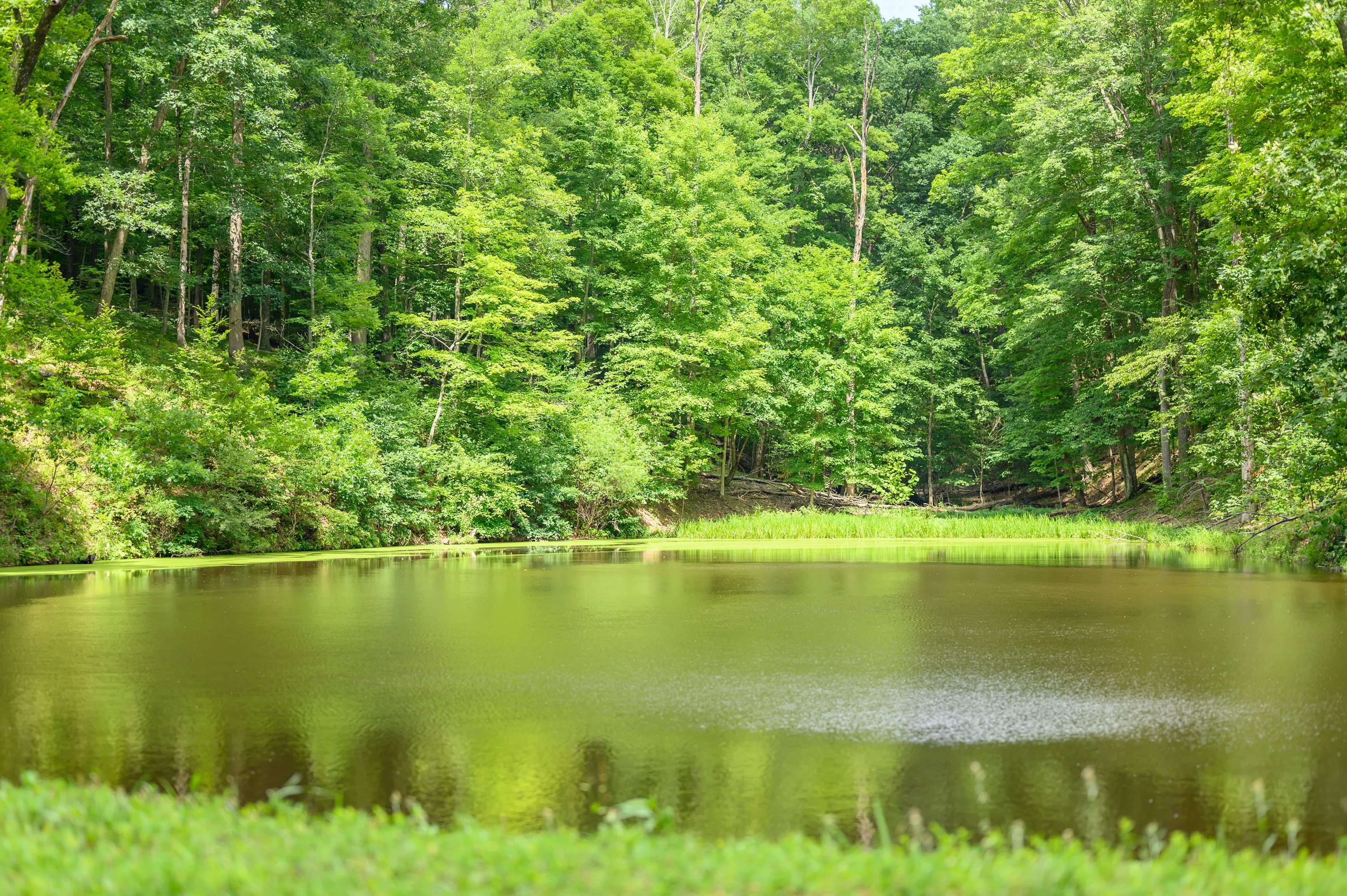 Serene forest pond surrounded by lush green trees on a bright sunny day.