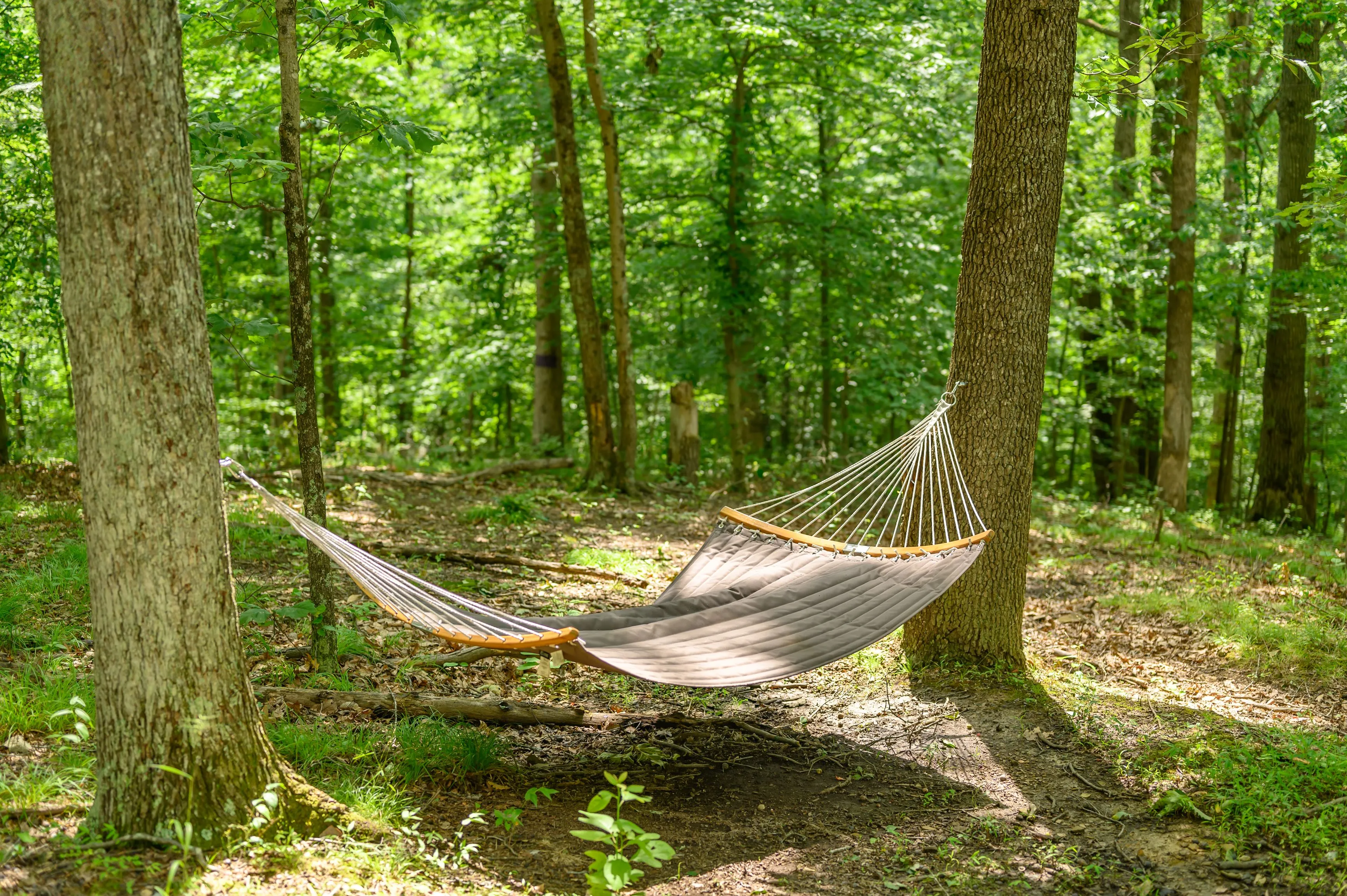 Empty hammock tied between two trees in a peaceful forest setting.