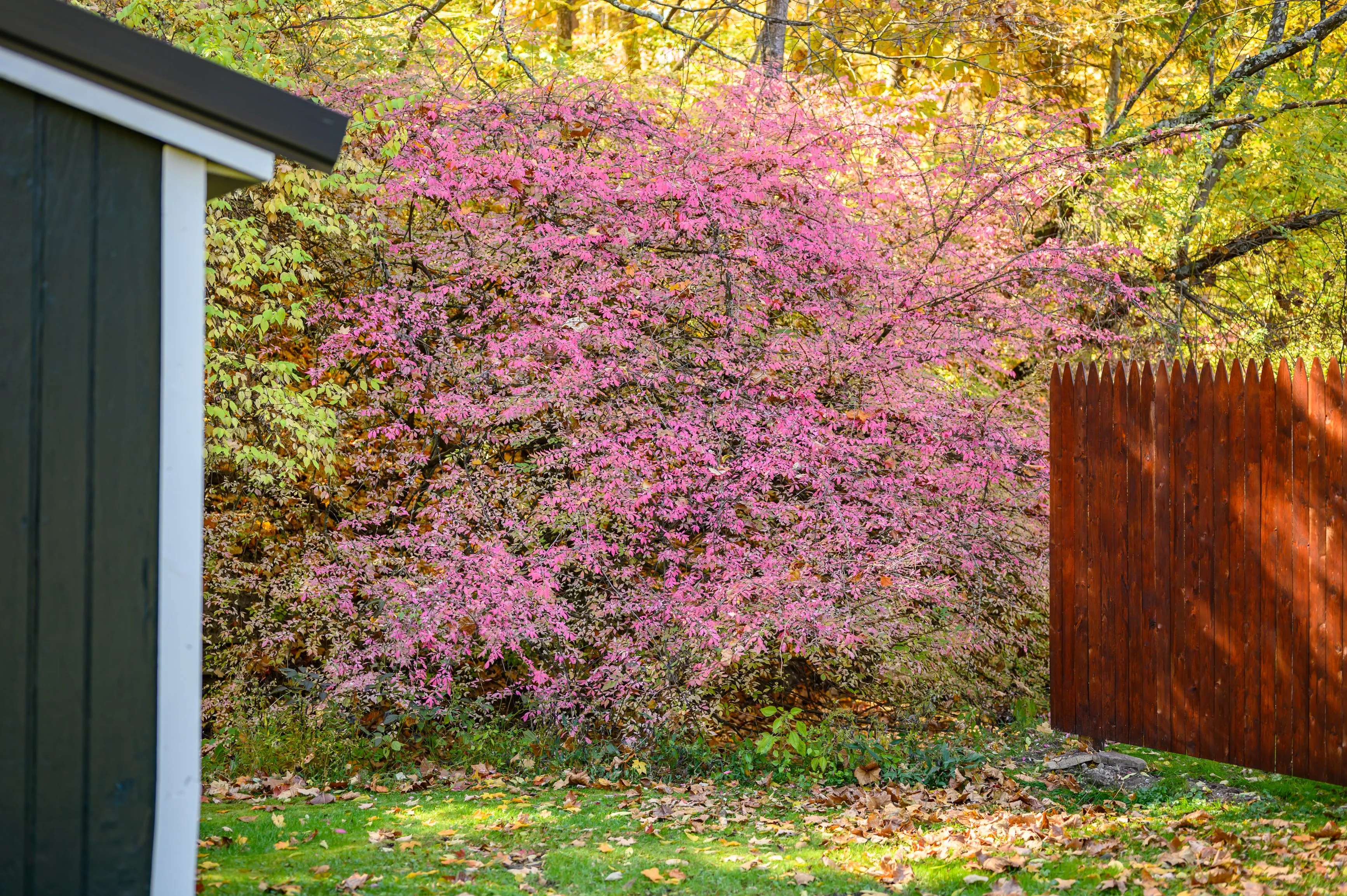 Colorful autumn backyard with a pink-flowering tree, fallen leaves, a wooden fence, and a portion of a building's corner.