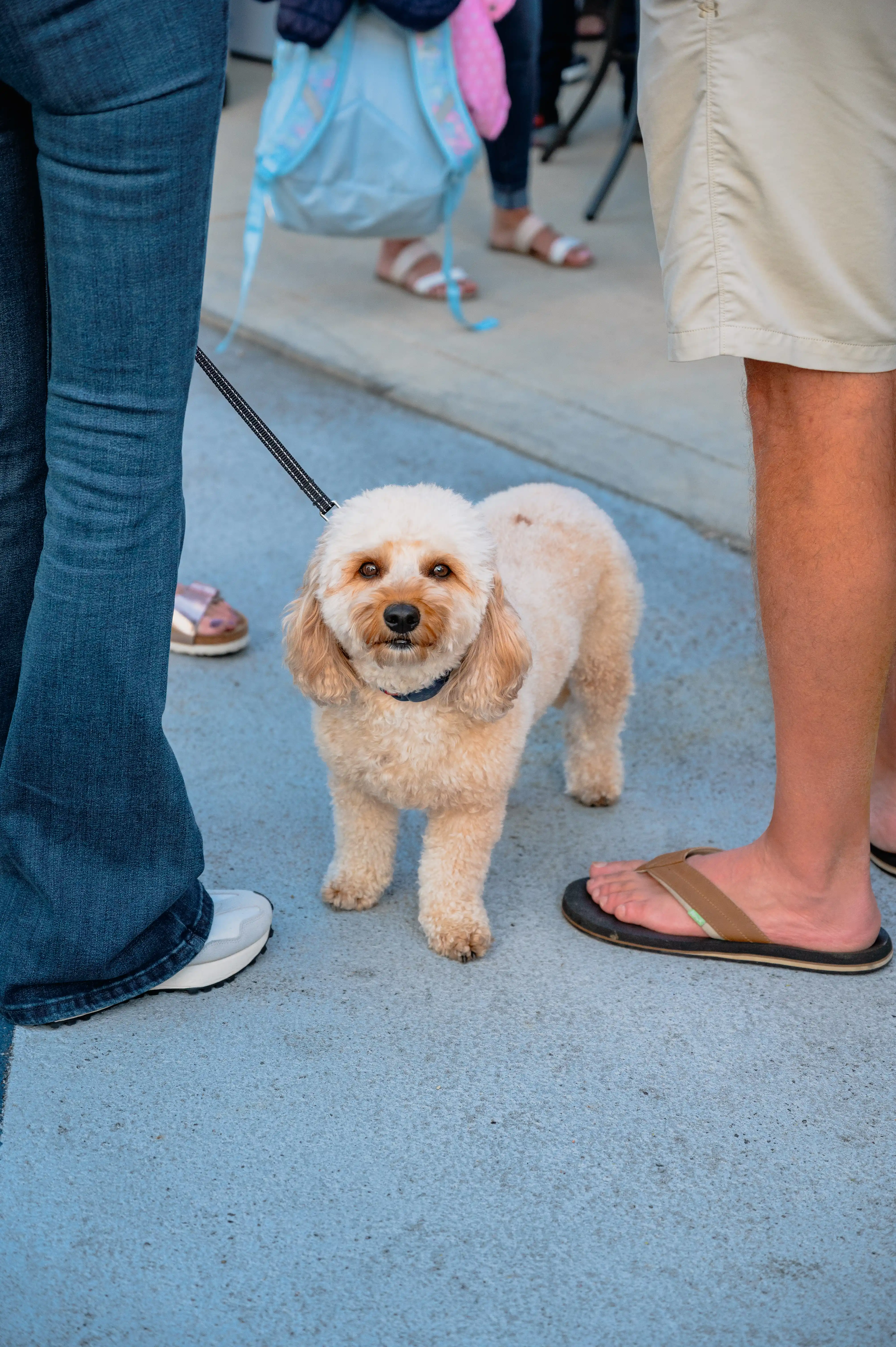 A small fluffy cream-colored dog on a leash looking up surrounded by people's legs and feet on a sidewalk.