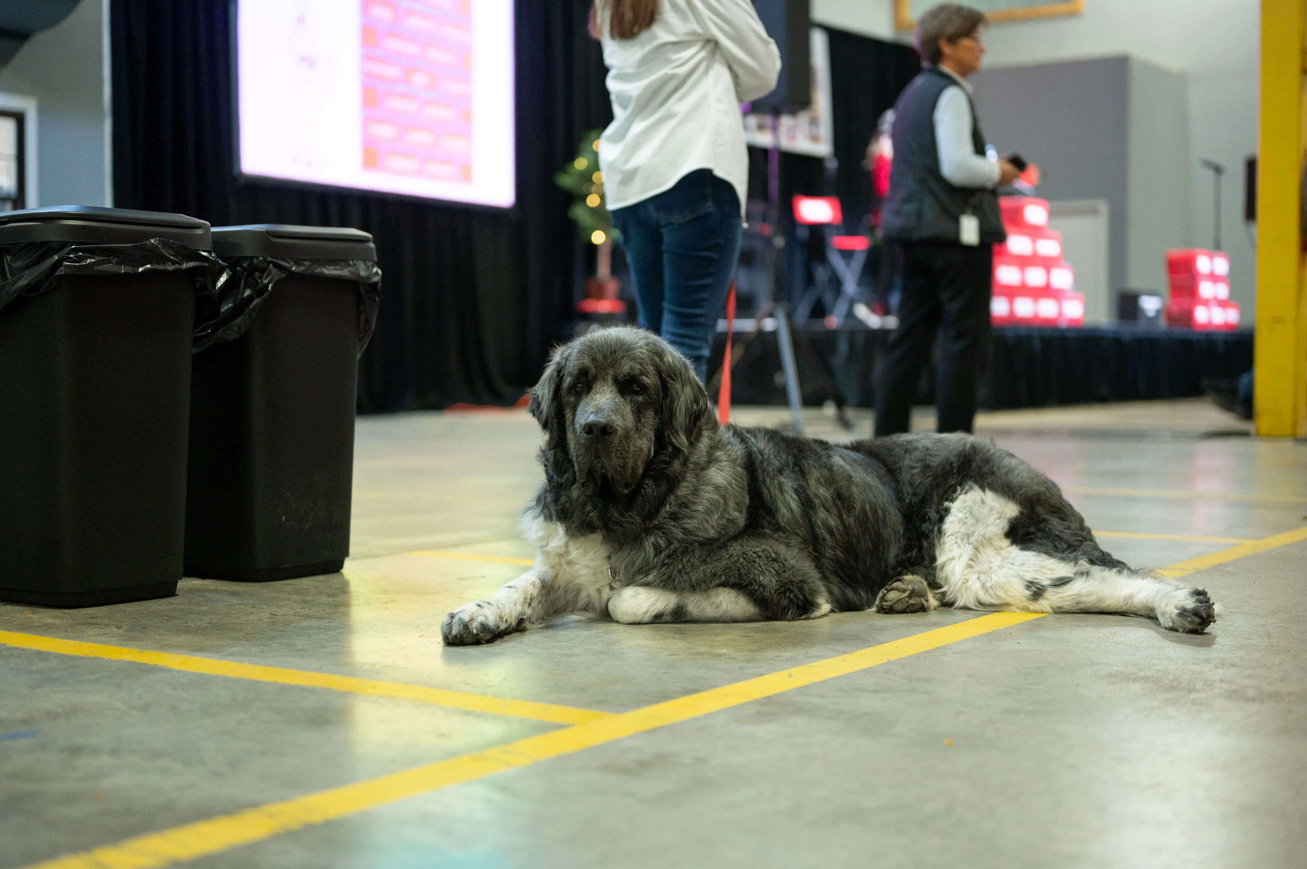Dog lying on the floor at an indoor event with people and exhibition stands in the background.