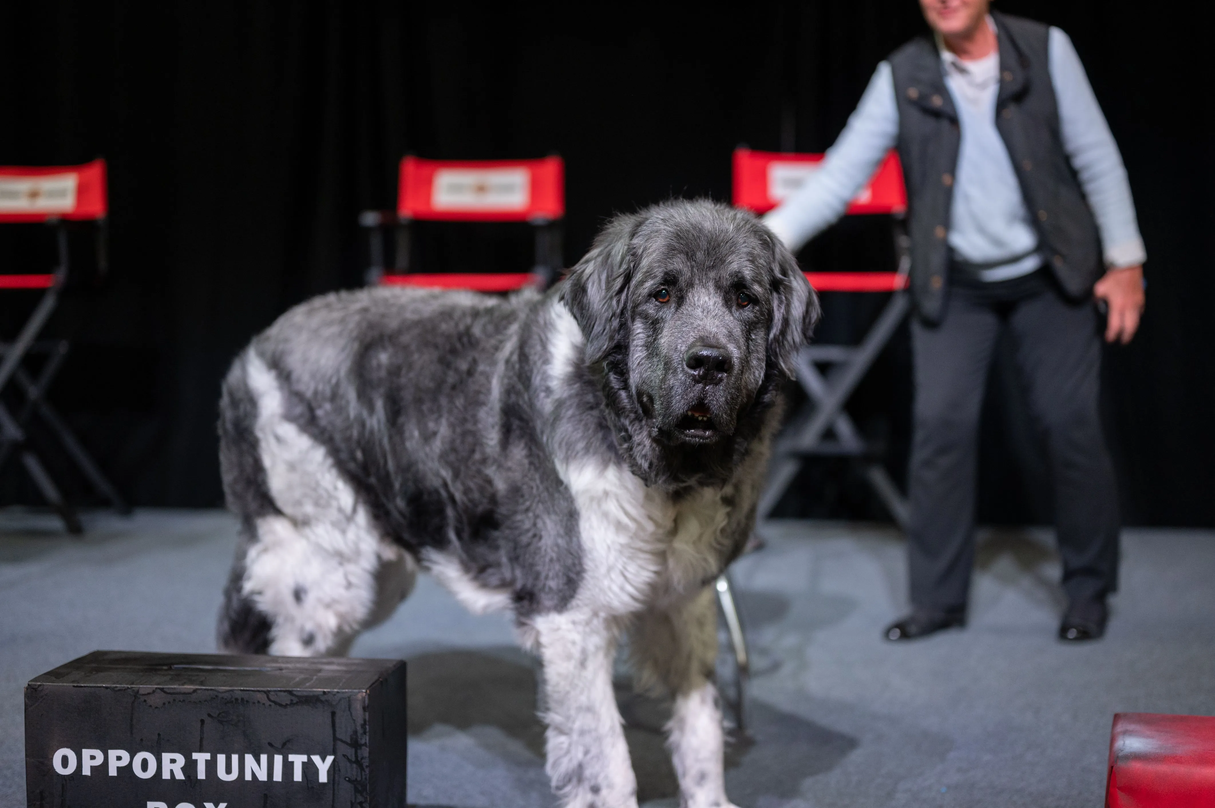 Large dog in the foreground on stage with "OPPORTUNITY" sign, handler in background.