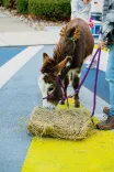 Small donkey eating hay on a pedestrian crossing while on a leash held by a person.