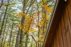 Autumn leaves on trees viewed from inside a wooden cabin.