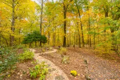 Autumn forest scenery with a path strewn with fallen leaves, surrounded by trees with colorful foliage and a few potted flowers along the way.