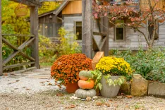 Two large pots of chrysanthemums, one orange and one yellow, with pumpkins and gourds, in front of a rustic wooden house with autumn foliage.