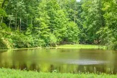 Serene forest pond surrounded by lush green trees on a bright sunny day.