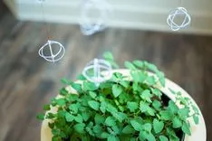 Pot of clover plants on a wooden surface with out-of-focus peace symbols floating above.