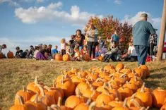 Group of people picking pumpkins in a pumpkin patch on a sunny day.